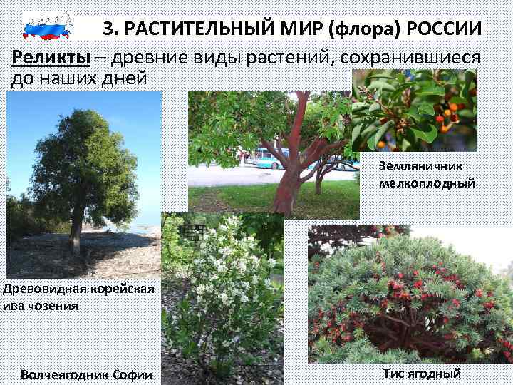 3. РАСТИТЕЛЬНЫЙ МИР (флора) РОССИИ Реликты – древние виды растений, сохранившиеся до наших дней