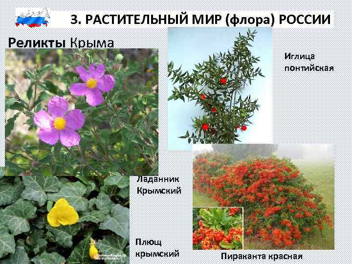3. РАСТИТЕЛЬНЫЙ МИР (флора) РОССИИ Реликты Крыма Иглица понтийская Ладанник Крымский Плющ крымский Пираканта