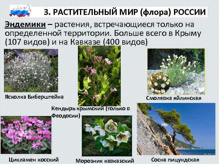 3. РАСТИТЕЛЬНЫЙ МИР (флора) РОССИИ Эндемики – растения, встречающиеся только на определенной территории. Больше