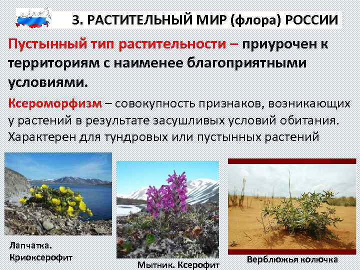 3. РАСТИТЕЛЬНЫЙ МИР (флора) РОССИИ Пустынный тип растительности – приурочен к территориям с наименее