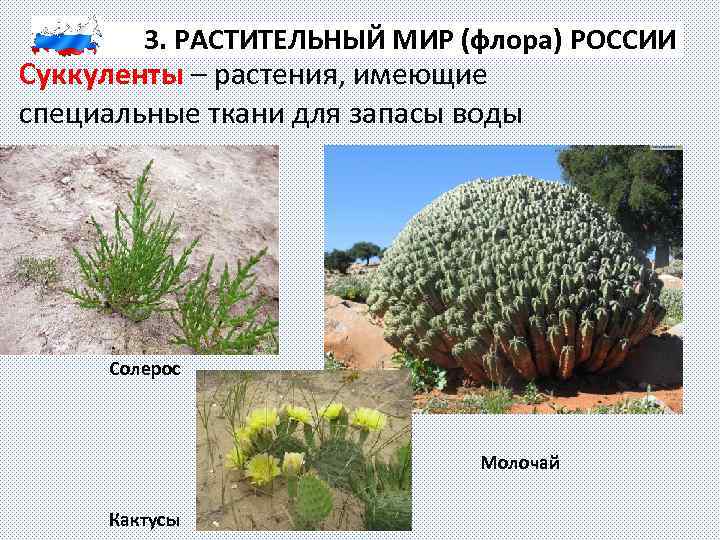 3. РАСТИТЕЛЬНЫЙ МИР (флора) РОССИИ Суккуленты – растения, имеющие специальные ткани для запасы воды