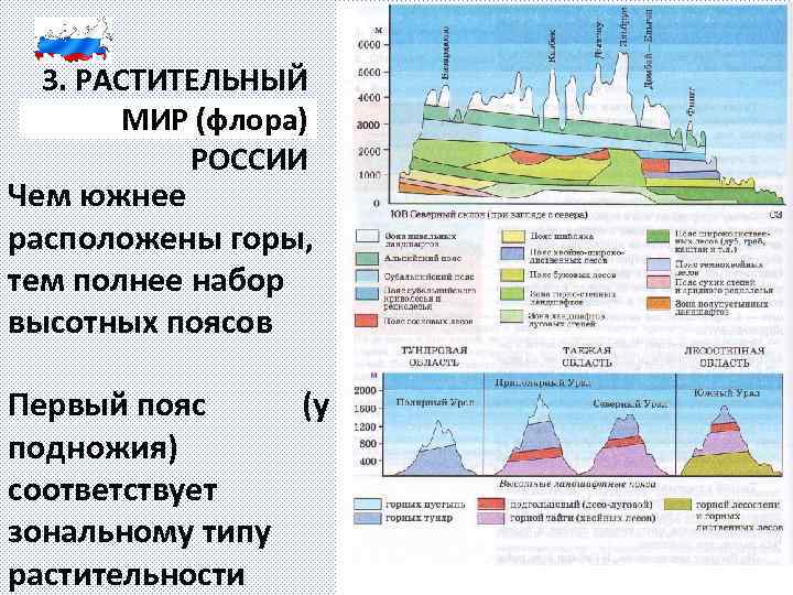 3. РАСТИТЕЛЬНЫЙ МИР (флора) РОССИИ Чем южнее расположены горы, тем полнее набор высотных поясов