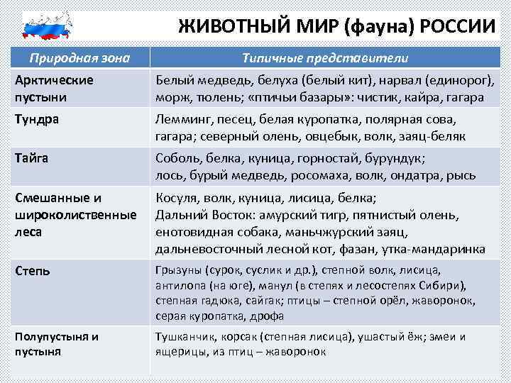ЖИВОТНЫЙ МИР (фауна) РОССИИ Природная зона Типичные представители Арктические пустыни Белый медведь, белуха (белый