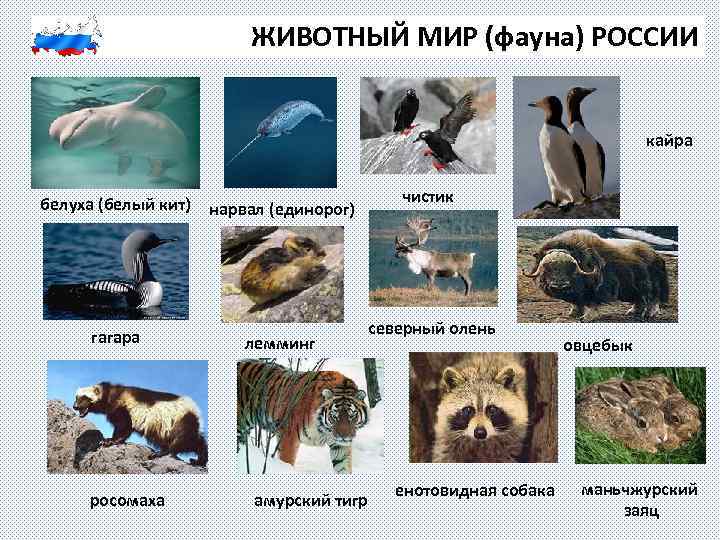 ЖИВОТНЫЙ МИР (фауна) РОССИИ кайра белуха (белый кит) гагара росомаха нарвал (единорог) лемминг амурский