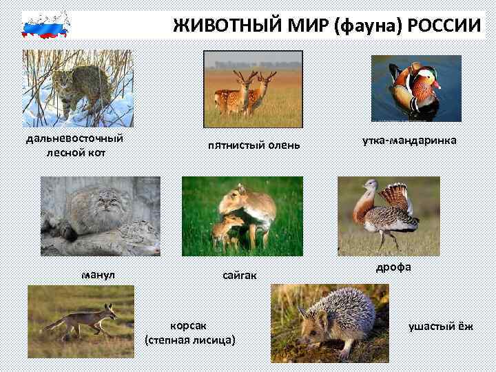 ЖИВОТНЫЙ МИР (фауна) РОССИИ дальневосточный лесной кот манул пятнистый олень сайгак корсак (степная лисица)