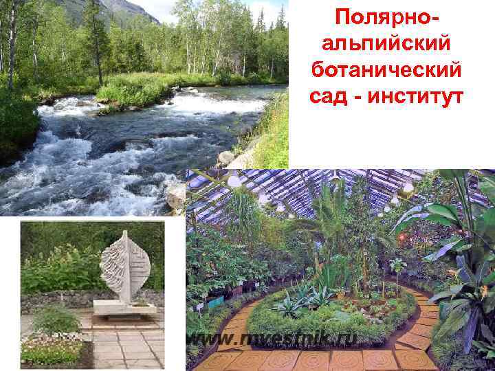 Полярноальпийский ботанический сад - институт 