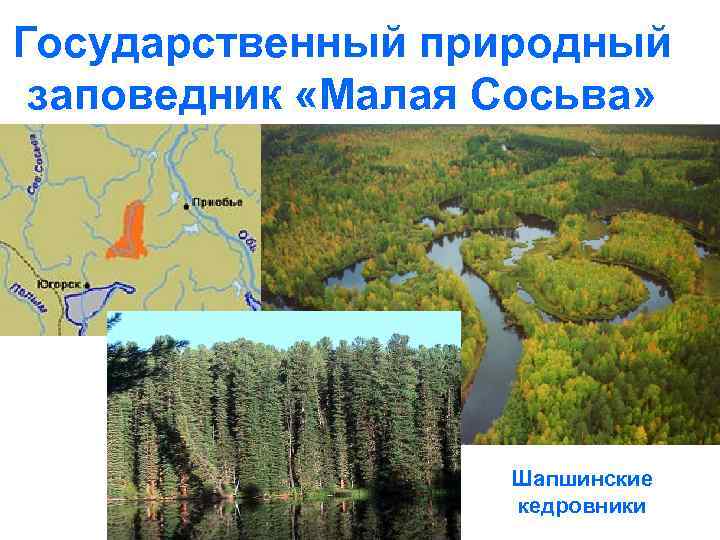 Государственный природный заповедник «Малая Сосьва» Шапшинские кедровники 