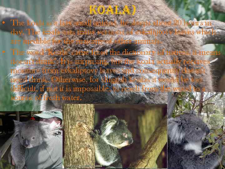 koala) • The koala is a lazy small animal, he sleeps about 20 hours