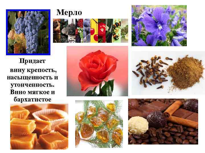 Мерло Придает вину крепость, насыщенность и утонченность. Вино мягкое и бархатистое 