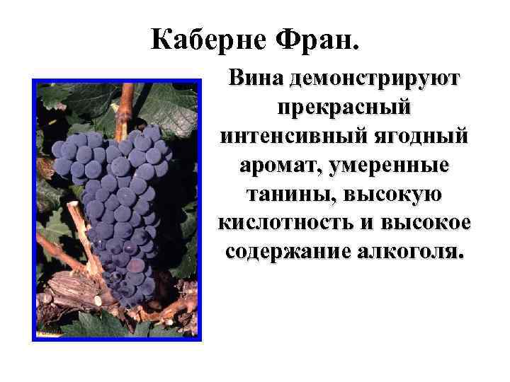 Каберне Фран. Вина демонстрируют прекрасный интенсивный ягодный аромат, умеренные танины, высокую кислотность и высокое