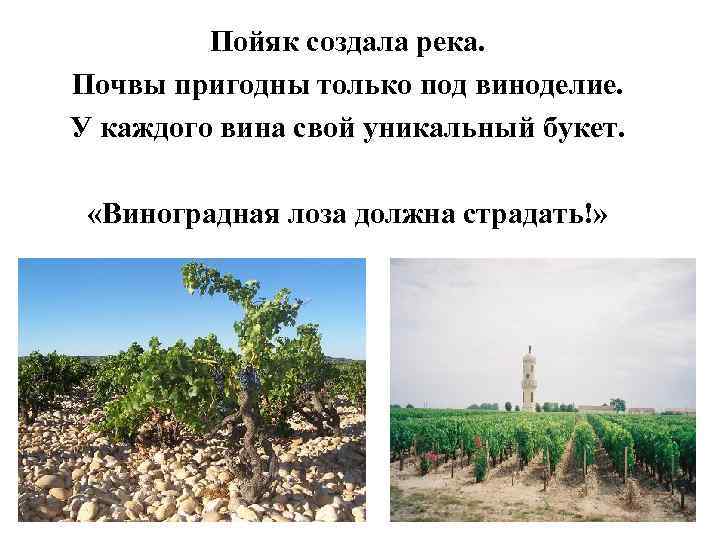 Пойяк создала река. Почвы пригодны только под виноделие. У каждого вина свой уникальный букет.