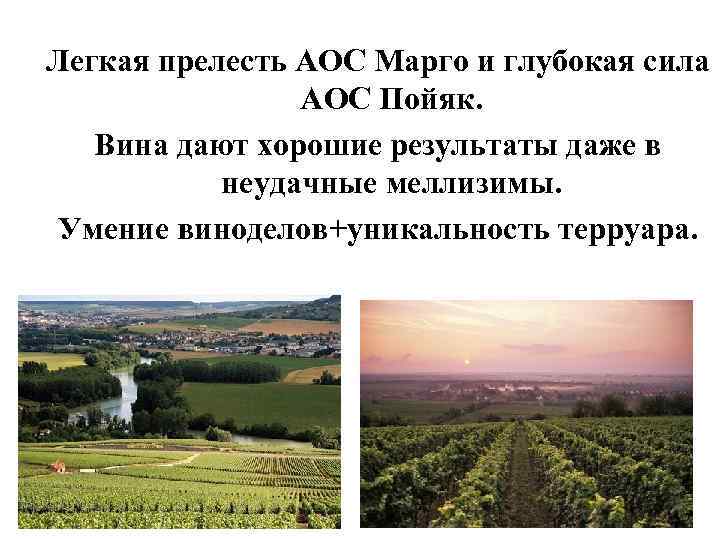 Легкая прелесть АОС Марго и глубокая сила АОС Пойяк. Вина дают хорошие результаты даже