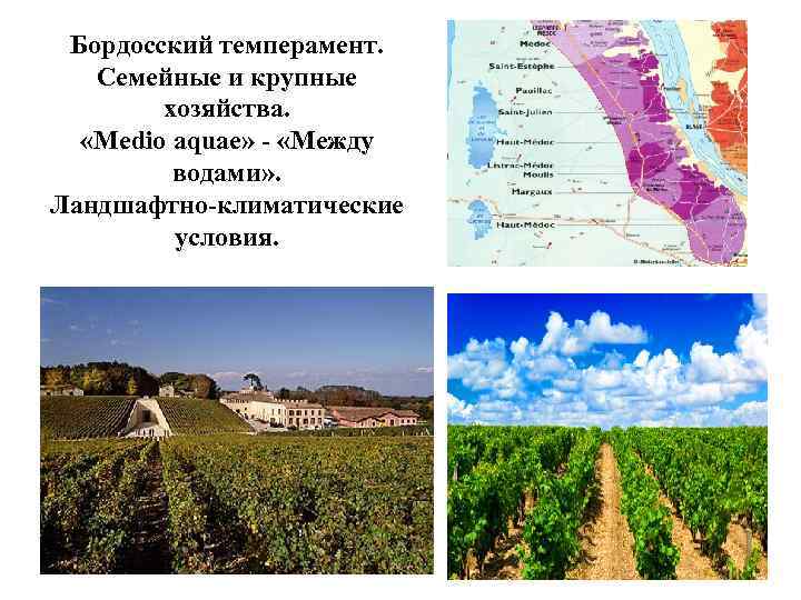 Бордосский темперамент. Семейные и крупные хозяйства. «Medio aquae» - «Между водами» . Ландшафтно-климатические условия.