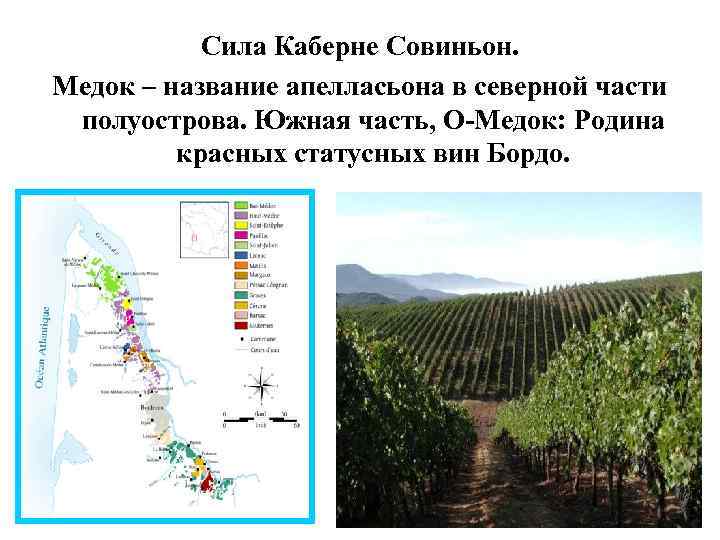 Сила Каберне Совиньон. Медок – название апелласьона в северной части полуострова. Южная часть, О-Медок: