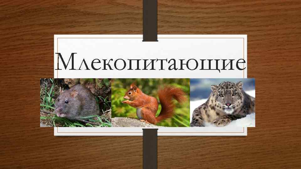 Млекопитающие 