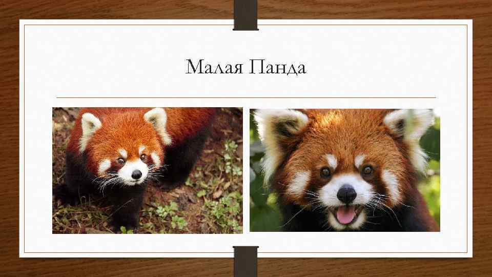 Малая Панда 