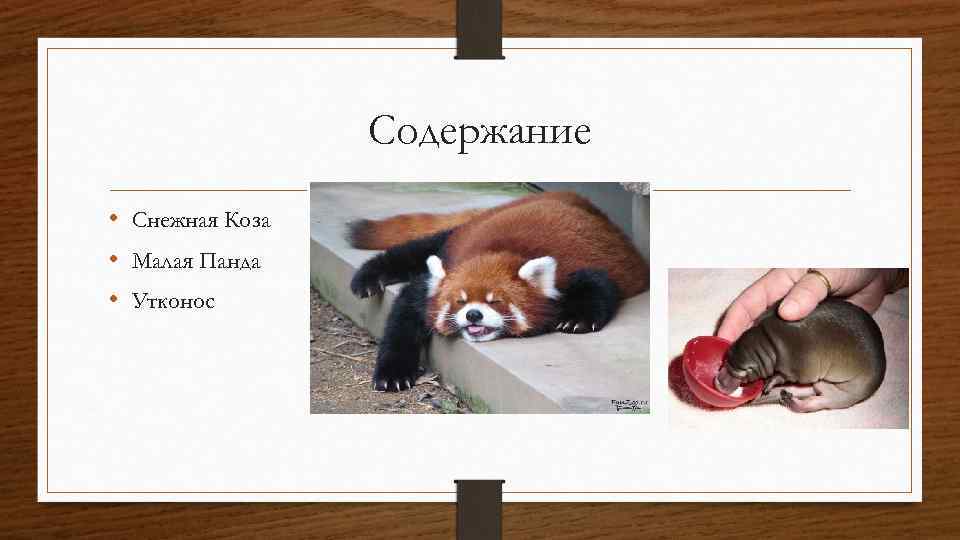 Содержание • Снежная Коза • Малая Панда • Утконос 