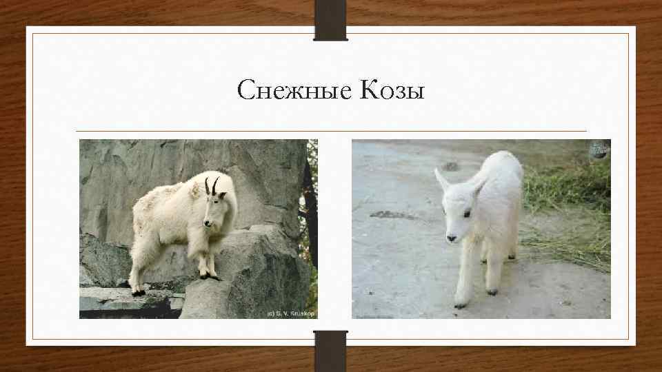 Снежные Козы 