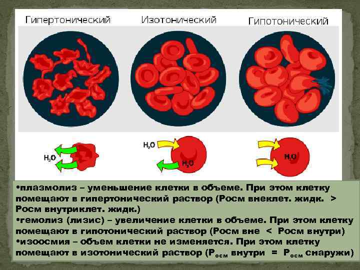  • плазмолиз – уменьшение клетки в объеме. При этом клетку помещают в гипертонический