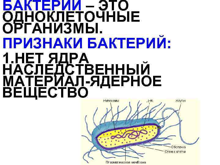 БАКТЕРИИ – ЭТО ОДНОКЛЕТОЧНЫЕ ОРГАНИЗМЫ. ПРИЗНАКИ БАКТЕРИЙ: 1. НЕТ ЯДРА НАСЛЕДСТВЕННЫЙ МАТЕРИАЛ-ЯДЕРНОЕ ВЕЩЕСТВО 