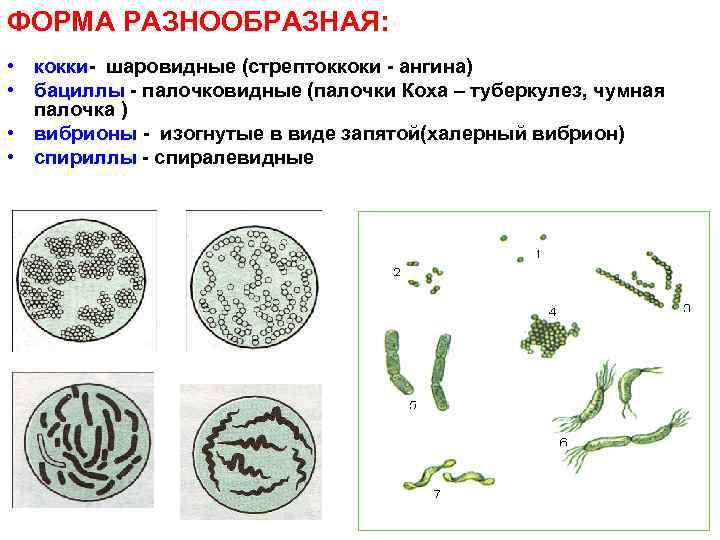 Подпиши изображения используя слова из предложенного списка вибрионы стафилококки спириллы бациллы