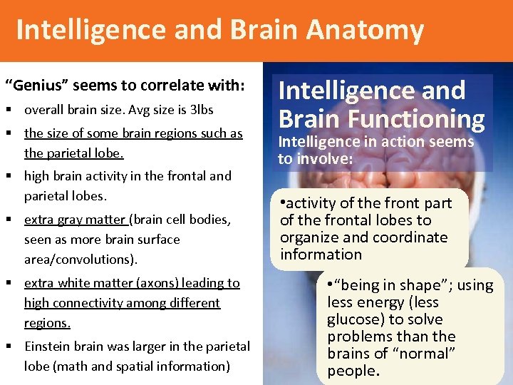 Intelligence and Brain Anatomy “Genius” seems to correlate with: § overall brain size. Avg