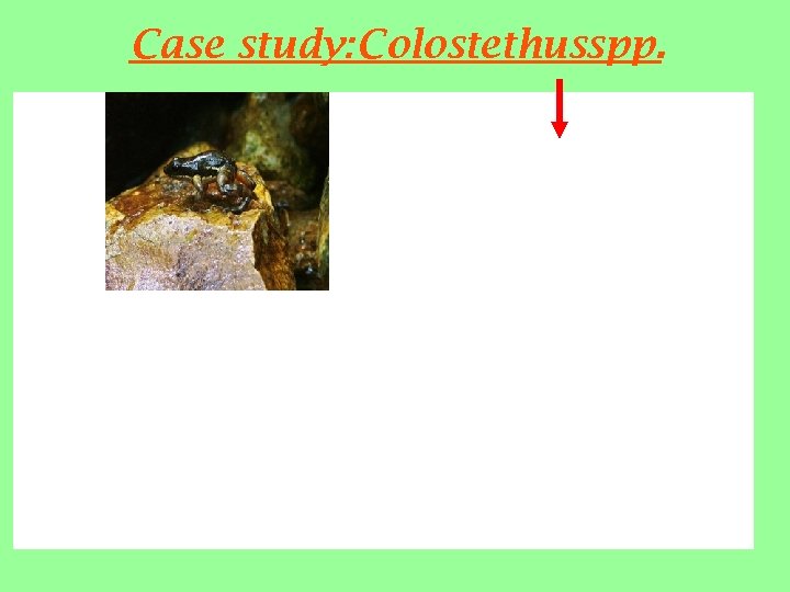 Case study: Colostethusspp. 
