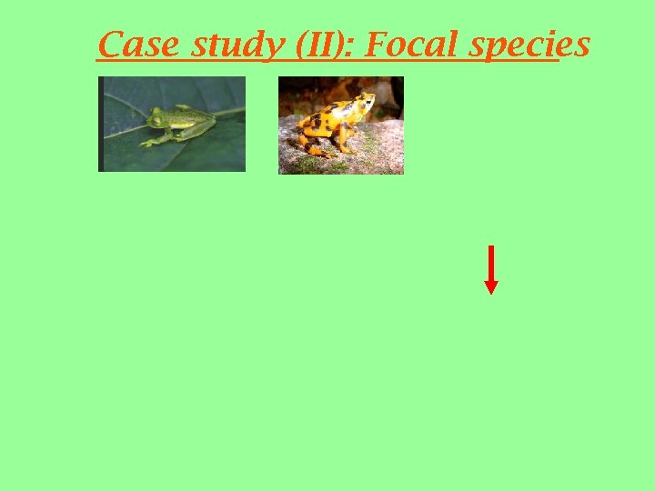 Case study (II): Focal species 