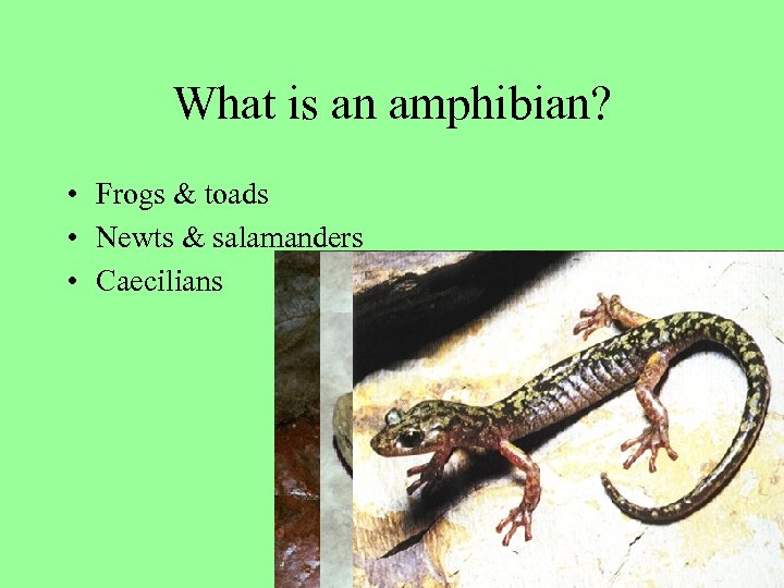 What is an amphibian? • Frogs & toads • Newts & salamanders • Caecilians