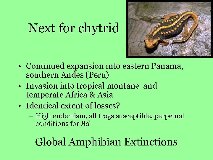 Next for chytrid • Continued expansion into eastern Panama, southern Andes (Peru) • Invasion