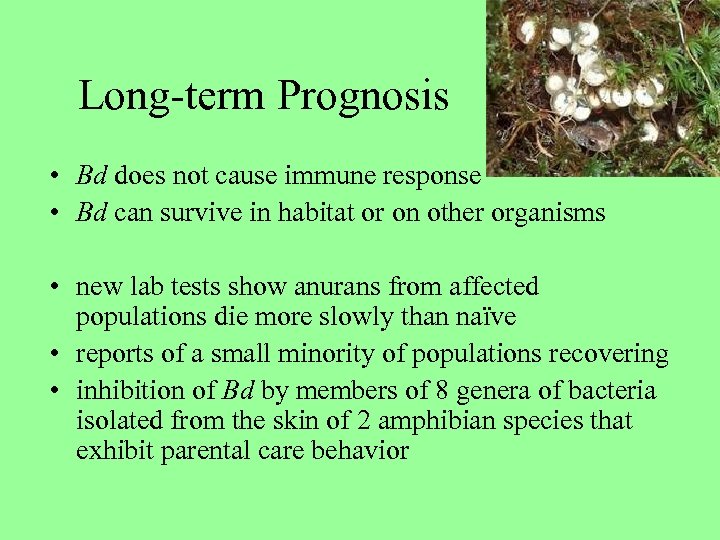 Long-term Prognosis • Bd does not cause immune response • Bd can survive in