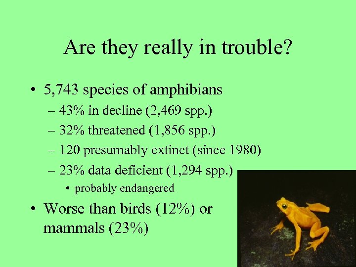 Are they really in trouble? • 5, 743 species of amphibians – 43% in