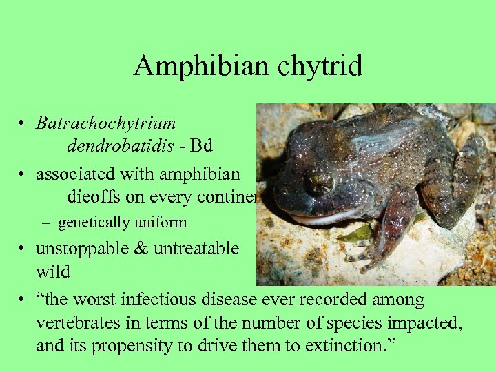Amphibian chytrid • Batrachochytrium dendrobatidis - Bd • associated with amphibian dieoffs on every