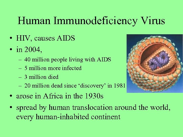 Human Immunodeficiency Virus • HIV, causes AIDS • in 2004, – – 40 million