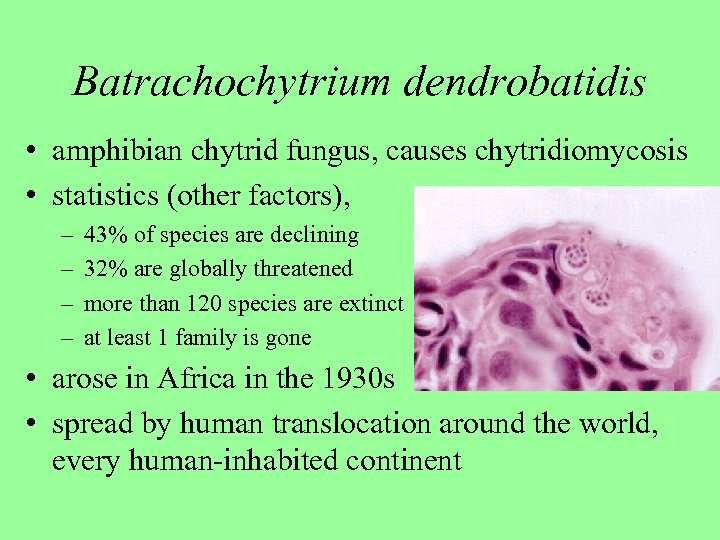 Batrachochytrium dendrobatidis • amphibian chytrid fungus, causes chytridiomycosis • statistics (other factors), – –