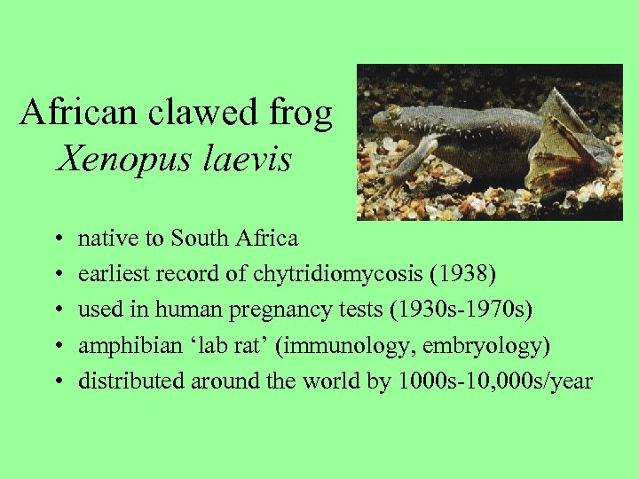 African clawed frog Xenopus laevis • • • native to South Africa earliest record