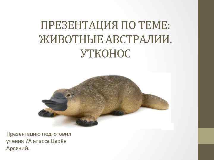 ПРЕЗЕНТАЦИЯ ПО ТЕМЕ: ЖИВОТНЫЕ АВСТРАЛИИ. УТКОНОС Презентацию подготовил ученик 7 А класса Царёв Арсений.