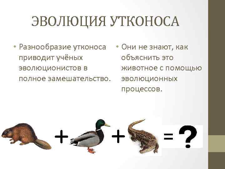 ЭВОЛЮЦИЯ УТКОНОСА • Разнообразие утконоса • Они не знают, как приводит учёных объяснить это