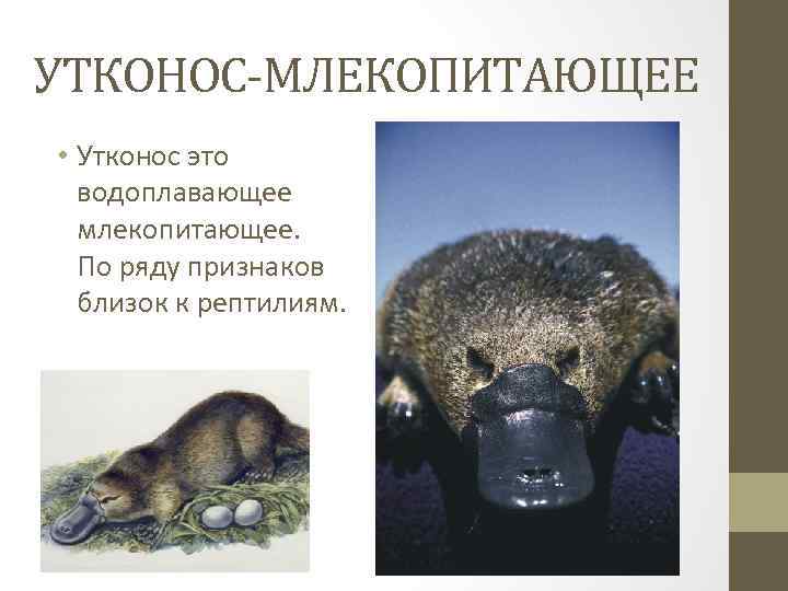 УТКОНОС-МЛЕКОПИТАЮЩЕЕ • Утконос это водоплавающее млекопитающее. По ряду признаков близок к рептилиям. 
