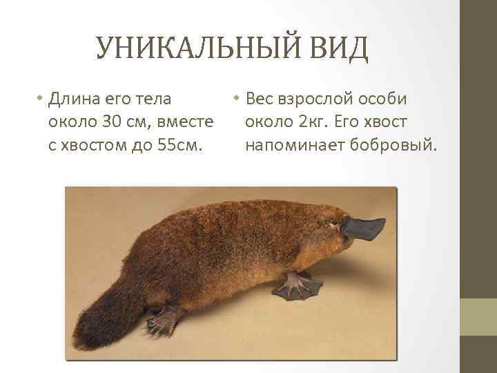 УНИКАЛЬНЫЙ ВИД • Длина его тела • Вес взрослой особи около 30 см, вместе