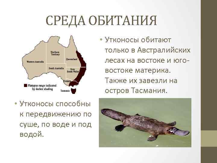 СРЕДА ОБИТАНИЯ • Утконосы обитают только в Австралийских лесах на востоке и юговостоке материка.