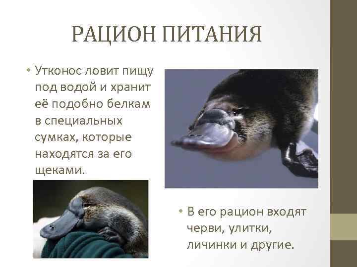 РАЦИОН ПИТАНИЯ • Утконос ловит пищу под водой и хранит её подобно белкам в