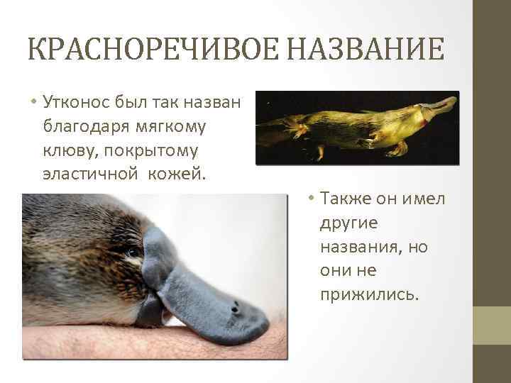 КРАСНОРЕЧИВОЕ НАЗВАНИЕ • Утконос был так назван благодаря мягкому клюву, покрытому эластичной кожей. •