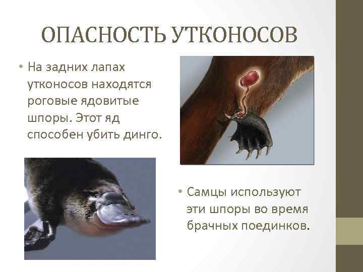 ОПАСНОСТЬ УТКОНОСОВ • На задних лапах утконосов находятся роговые ядовитые шпоры. Этот яд способен
