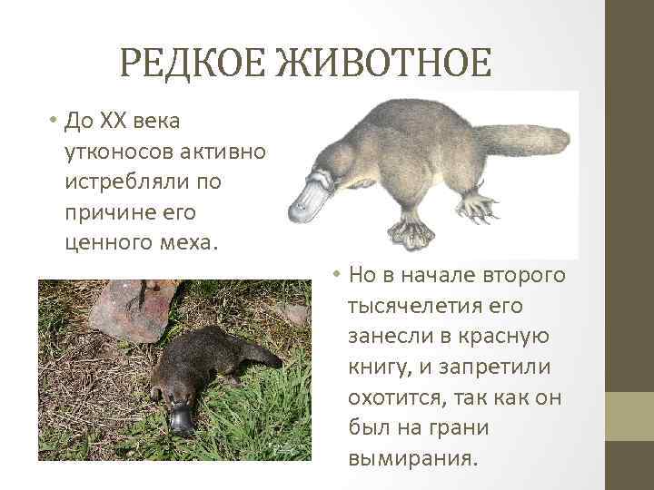 РЕДКОЕ ЖИВОТНОЕ • До ХХ века утконосов активно истребляли по причине его ценного меха.