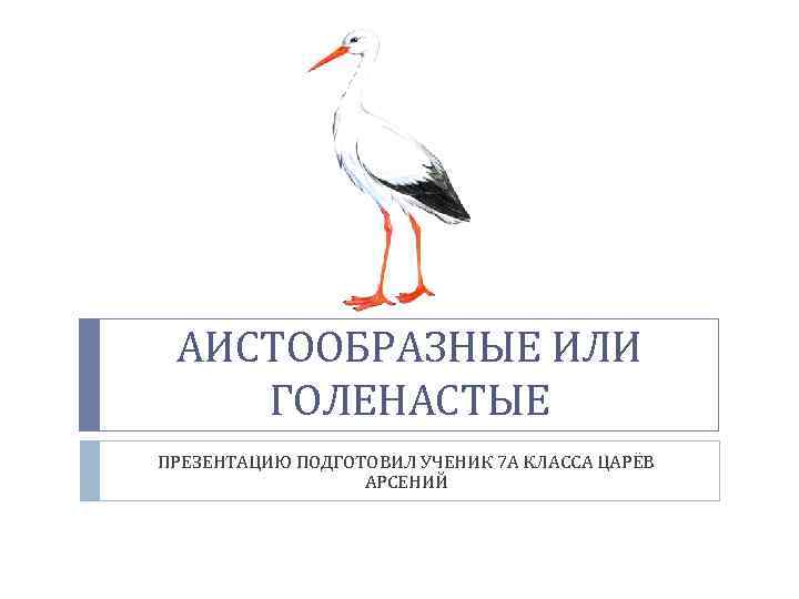 АИСТООБРАЗНЫЕ ИЛИ ГОЛЕНАСТЫЕ ПРЕЗЕНТАЦИЮ ПОДГОТОВИЛ УЧЕНИК 7 А КЛАССА ЦАРЁВ АРСЕНИЙ 