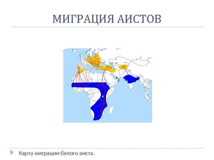 МИГРАЦИЯ АИСТОВ Карта миграции белого аиста. 