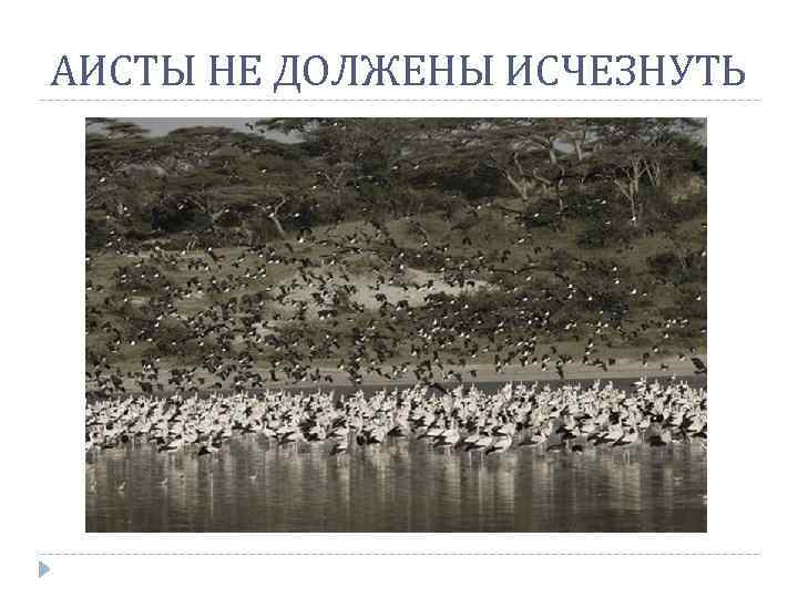 АИСТЫ НЕ ДОЛЖЕНЫ ИСЧЕЗНУТЬ 