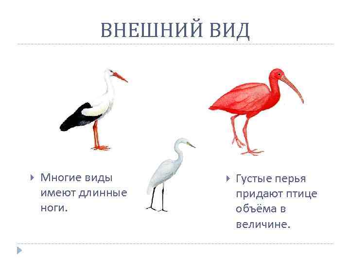 ВНЕШНИЙ ВИД Многие виды имеют длинные ноги. Густые перья придают птице объёма в величине.