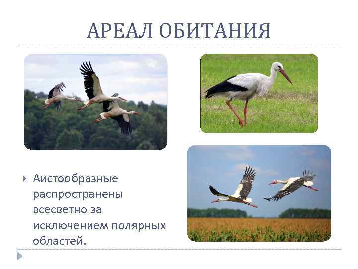 АРЕАЛ ОБИТАНИЯ Аистообразные распространены всесветно за исключением полярных областей. 